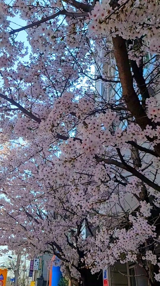 TikTok video thumbnail by kenjiro510