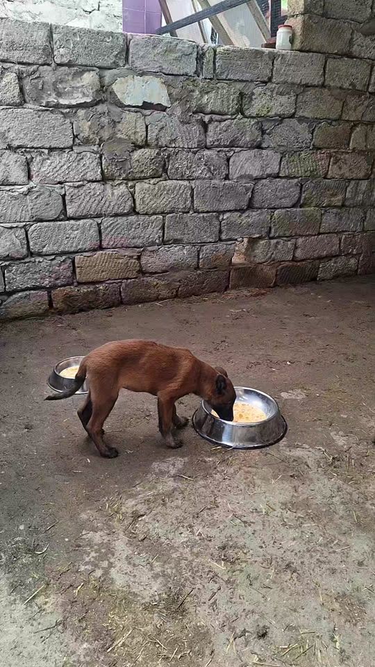 TikTok video thumbnail by premium_malinois_