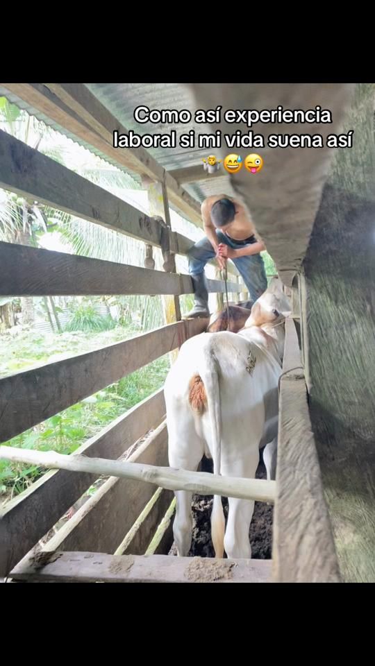 TikTok video thumbnail by dilver20o6