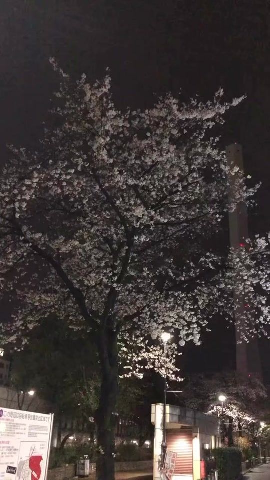 TikTok video thumbnail by bear_0.3