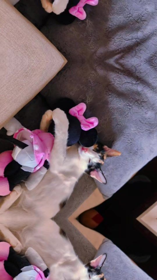 TikTok video thumbnail by sarinajecxa