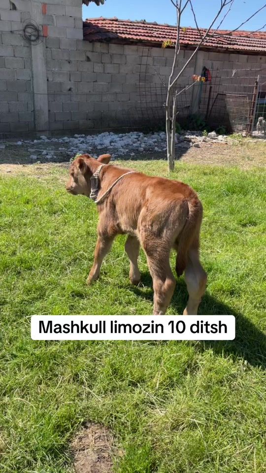 TikTok video thumbnail by ferma.ime4