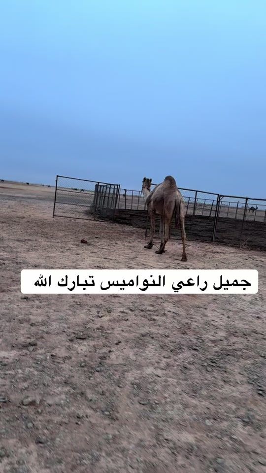 TikTok video thumbnail by gsoj1
