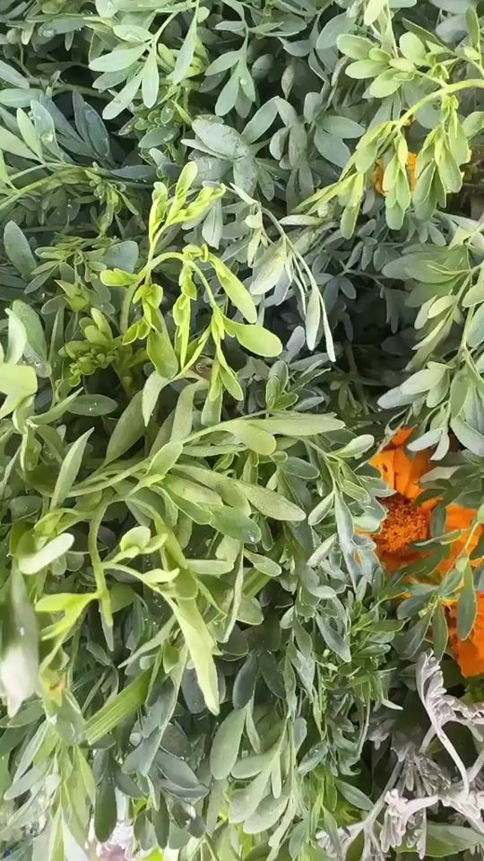 TikTok video thumbnail by user2006241851225