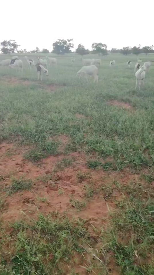TikTok video thumbnail by user8bonelbosati