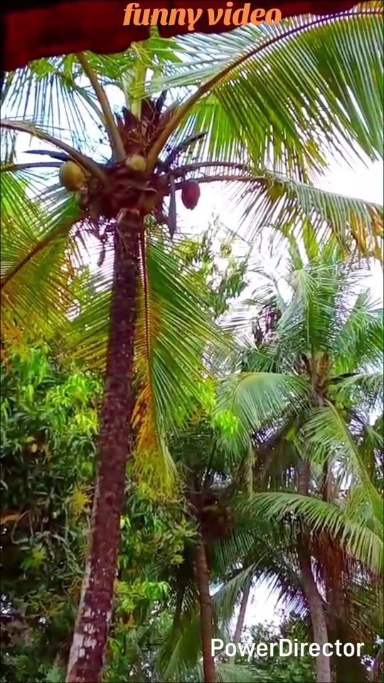 TikTok video thumbnail by massina61
