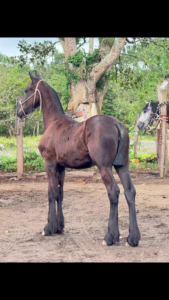 TikTok video thumbnail by oswaldosolorza