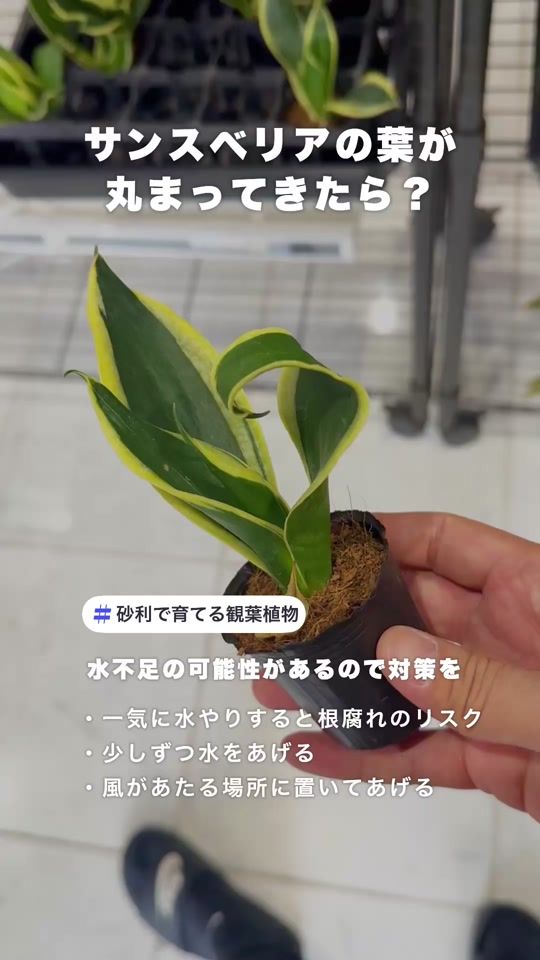 TikTok video thumbnail by nanoha.plants