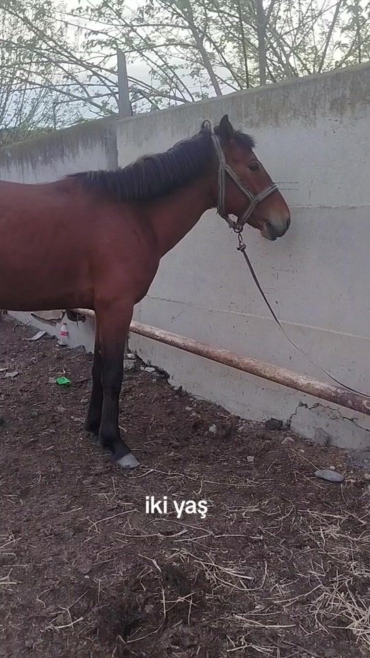 TikTok video thumbnail by sadiq_mursudov