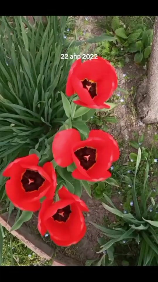 TikTok video thumbnail by adminim_r_adminka_r_