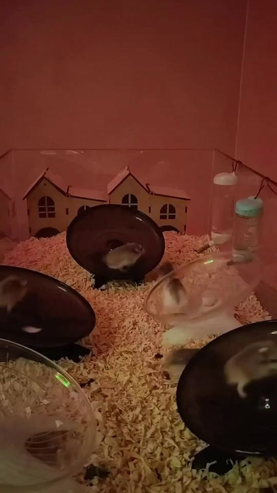 TikTok video thumbnail by hamsterhouse.farhad