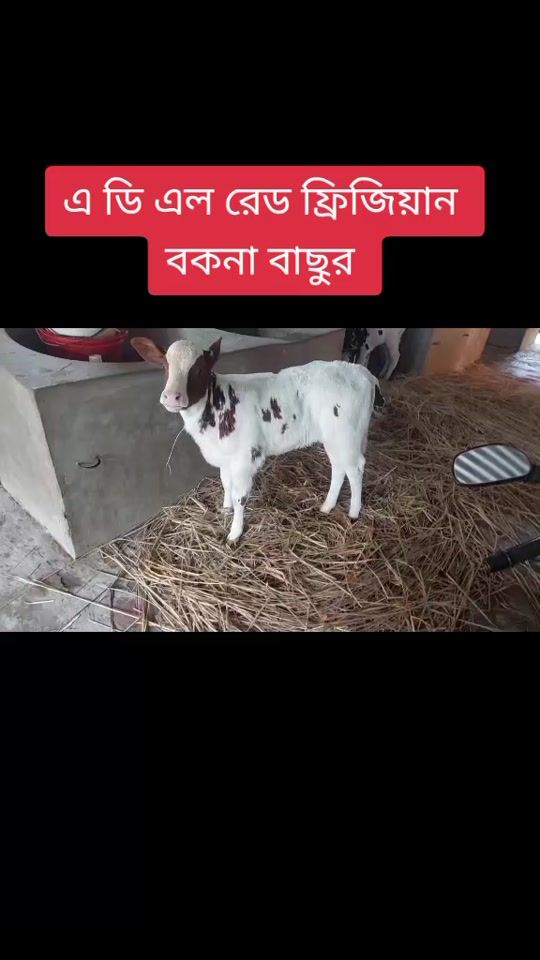 TikTok video thumbnail by cattle_gellary