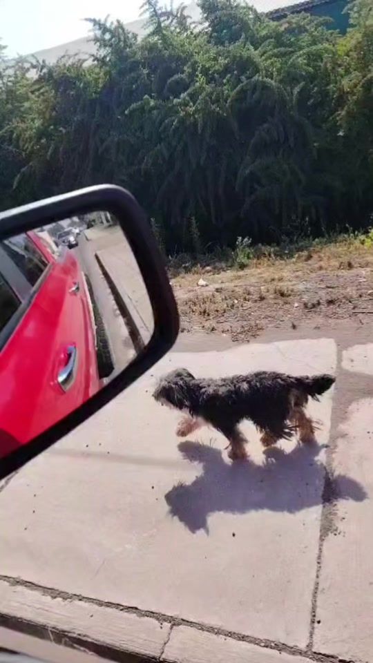 TikTok video thumbnail by aperremosong