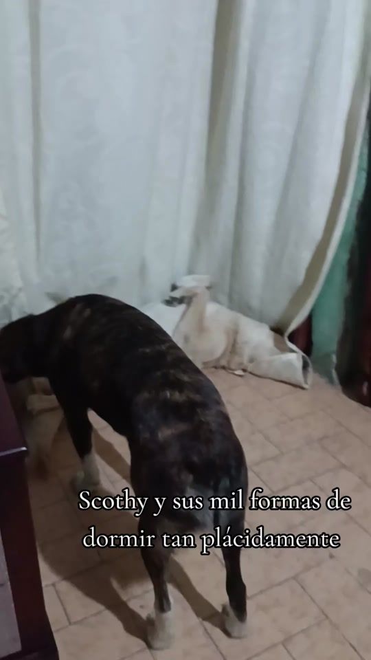 TikTok video thumbnail by ferquito27