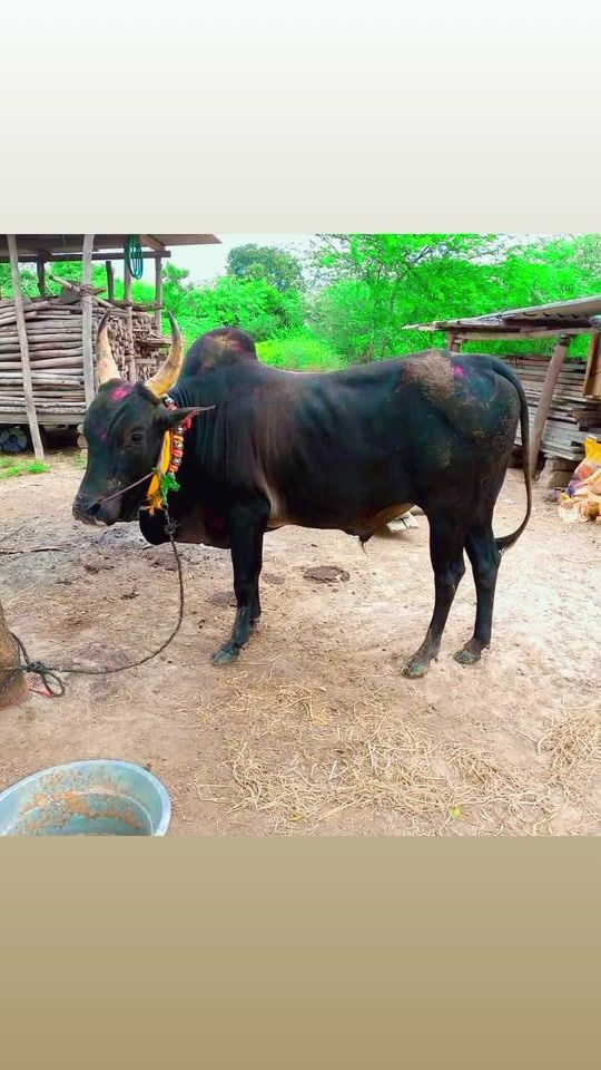 TikTok video thumbnail by muthu.kumar09