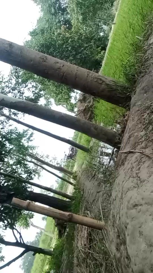 TikTok video thumbnail by raj.mansur0