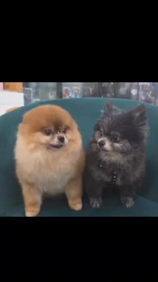TikTok video thumbnail by mia_bulls16