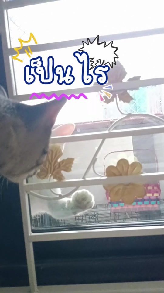 TikTok video thumbnail by usertom_tom