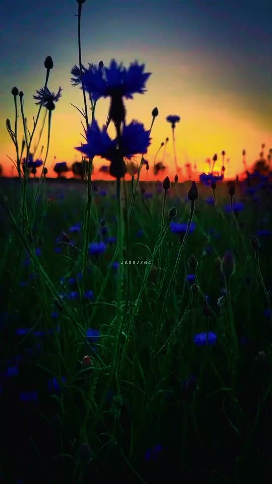 TikTok video thumbnail by jass_zz64