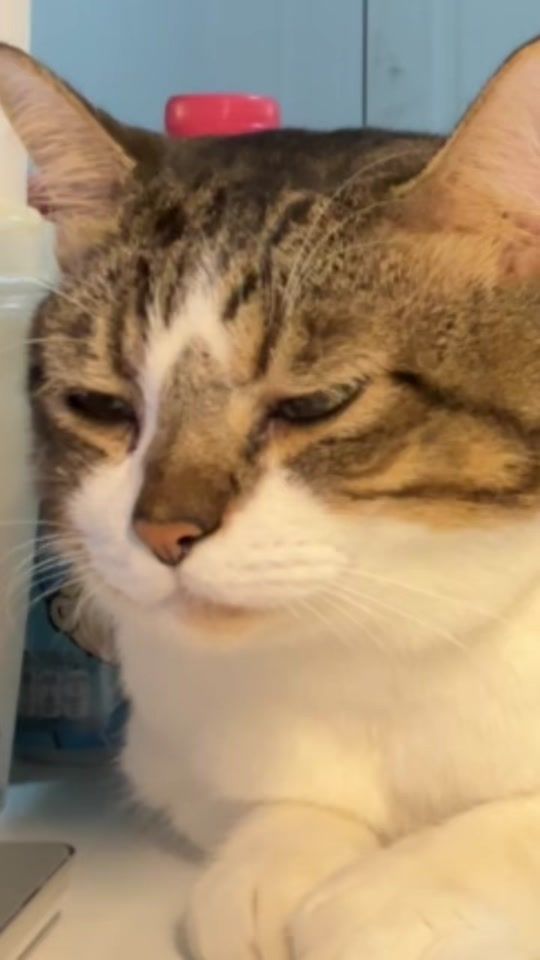 TikTok video thumbnail by catwantspellett