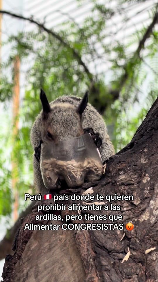 TikTok video thumbnail by danielsaenz59