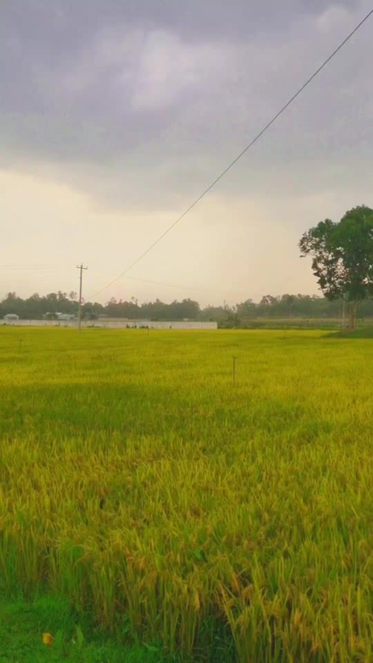 TikTok video thumbnail by j_s_jibon