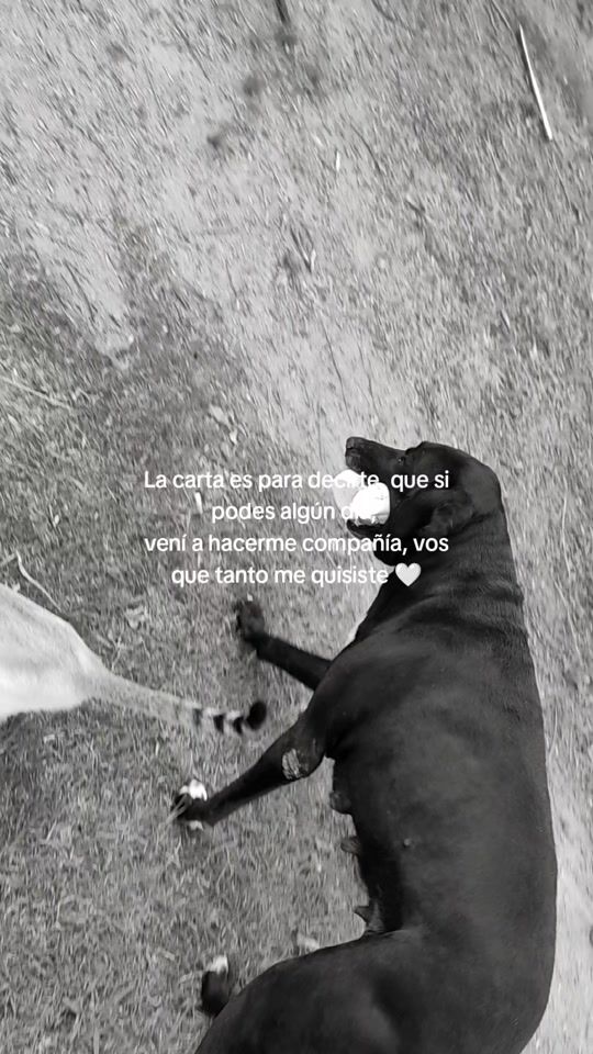 TikTok video thumbnail by bella_ff.oficial