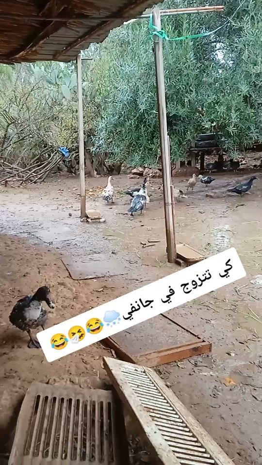 TikTok video thumbnail by hako.hako110