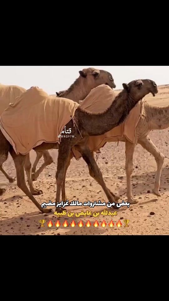 TikTok video thumbnail by nq97w_