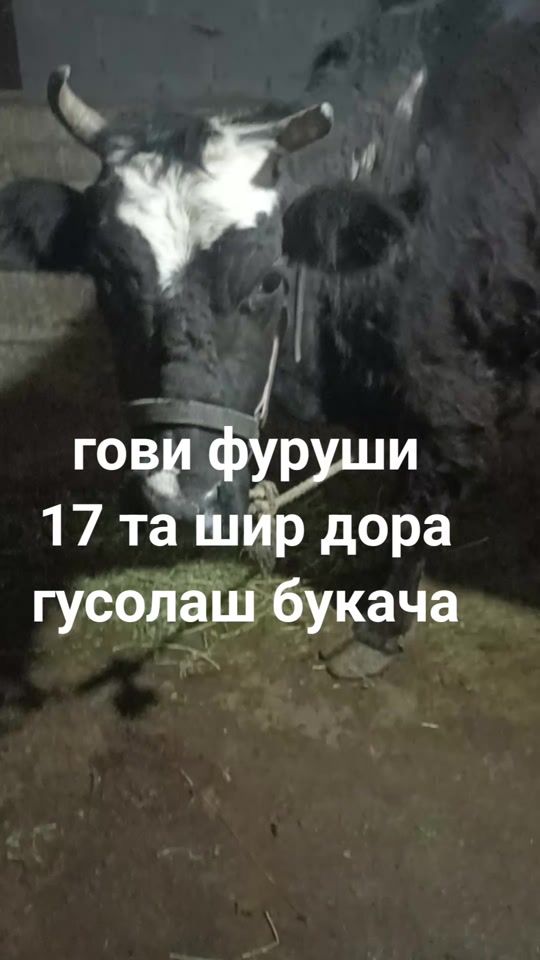 TikTok video thumbnail by aspoi.fyryshi