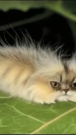 TikTok video thumbnail by tetfd8