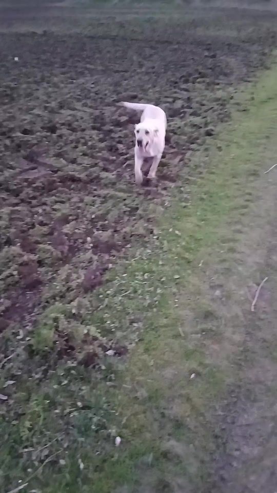 TikTok video thumbnail by p.g.kopas