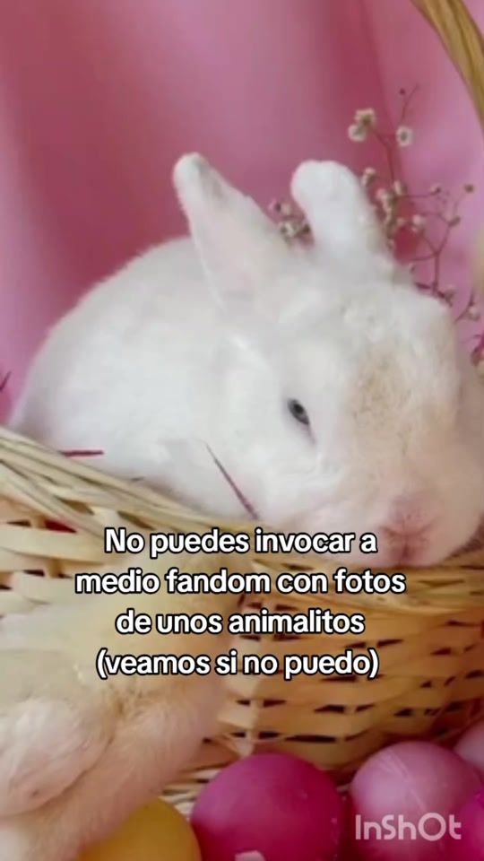 TikTok video thumbnail by evemarce86