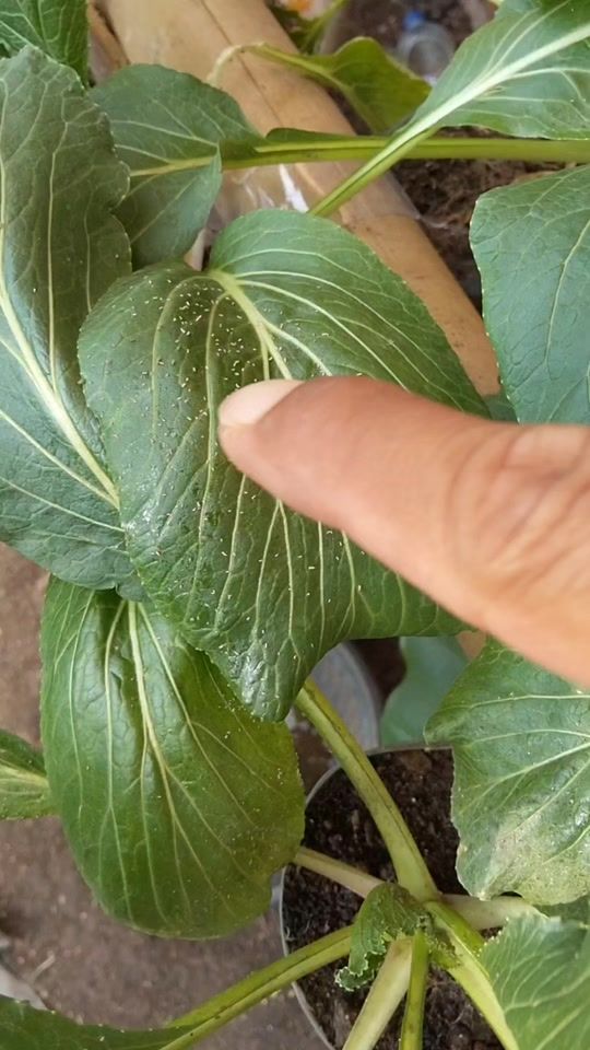 TikTok video thumbnail by ubay.garden