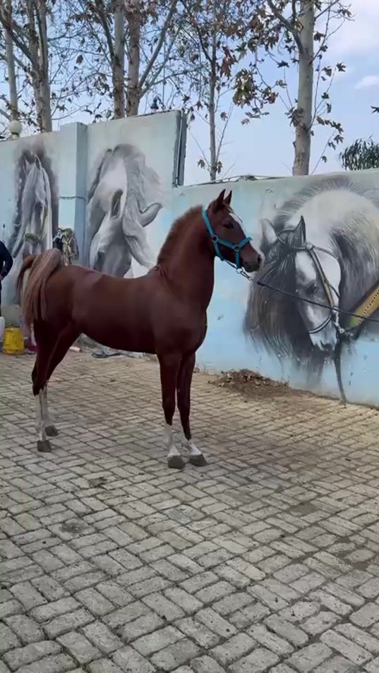 TikTok video thumbnail by aram.baneh