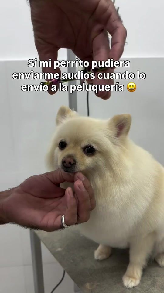 TikTok video thumbnail by enviospet_py