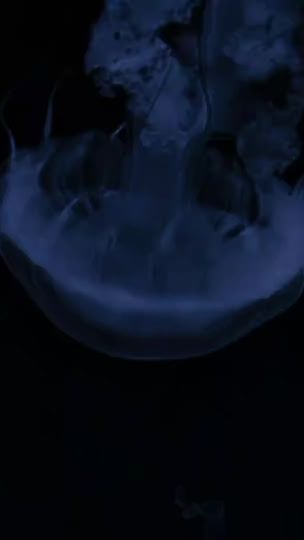 TikTok video thumbnail by v.danm