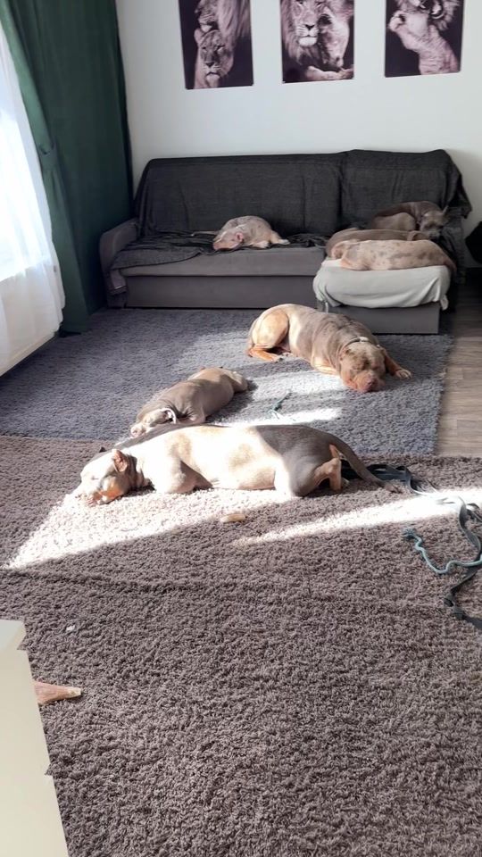 TikTok video thumbnail by matrang_dogs