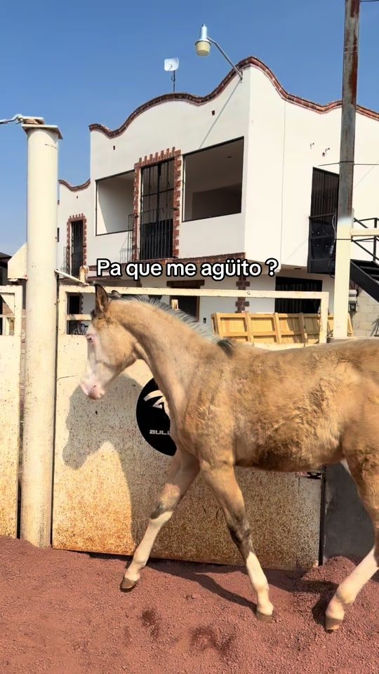 TikTok video thumbnail by julianhernandez23