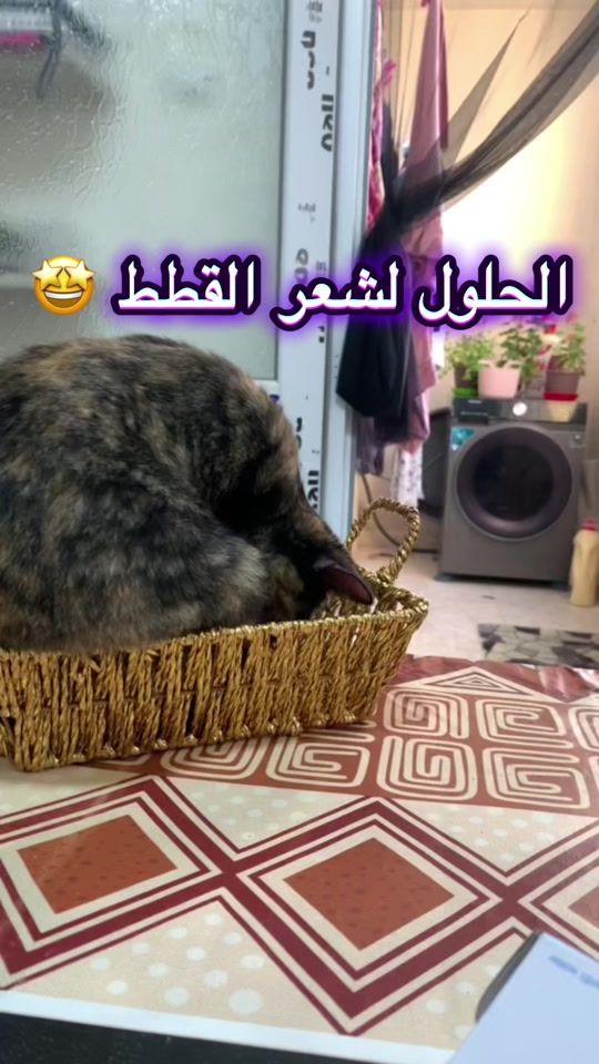 TikTok video thumbnail by fella_and_cats