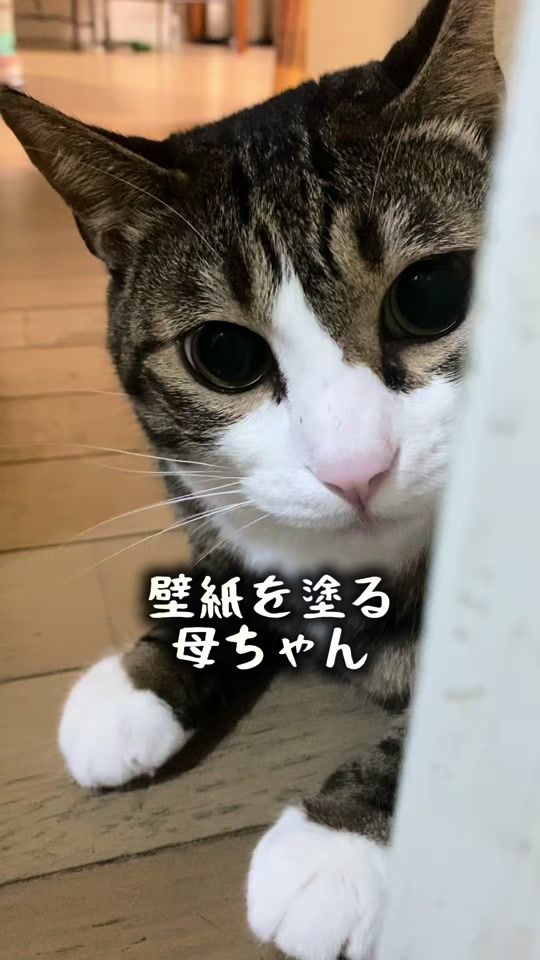 TikTok video thumbnail by kyuta3