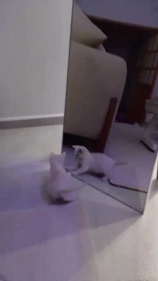 TikTok video thumbnail by minoubb