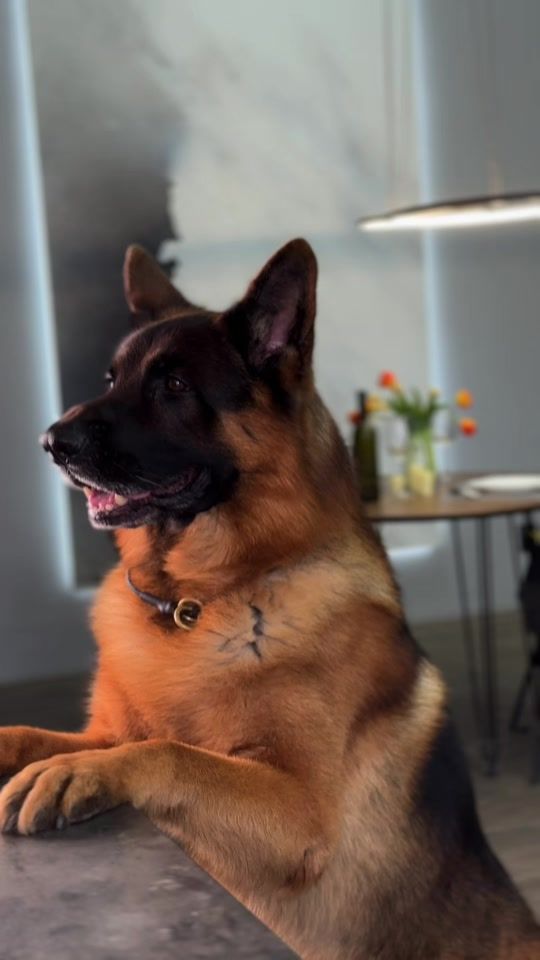 TikTok video thumbnail by mars_gsd