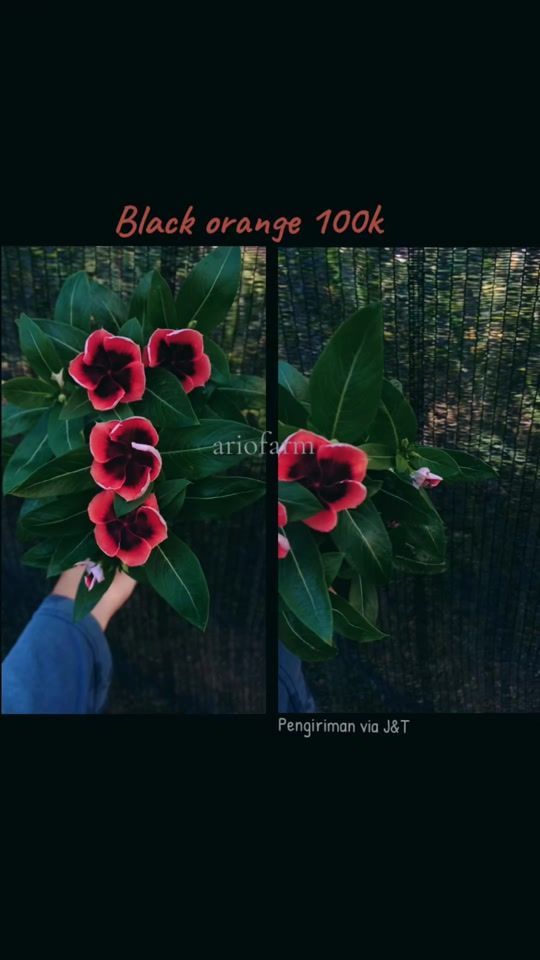 TikTok video thumbnail by ario.farm