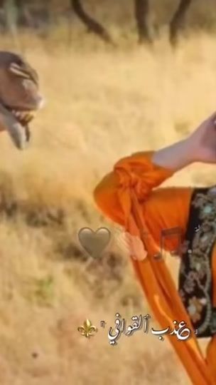 TikTok video thumbnail by bdwe818bdwe1