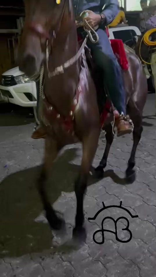 TikTok video thumbnail by arjobuca15