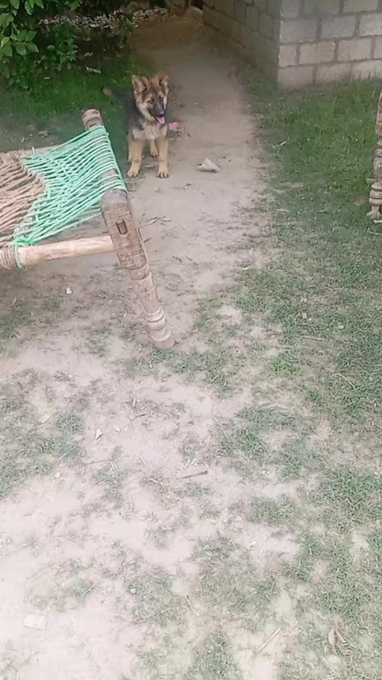 TikTok video thumbnail by adikhan2014