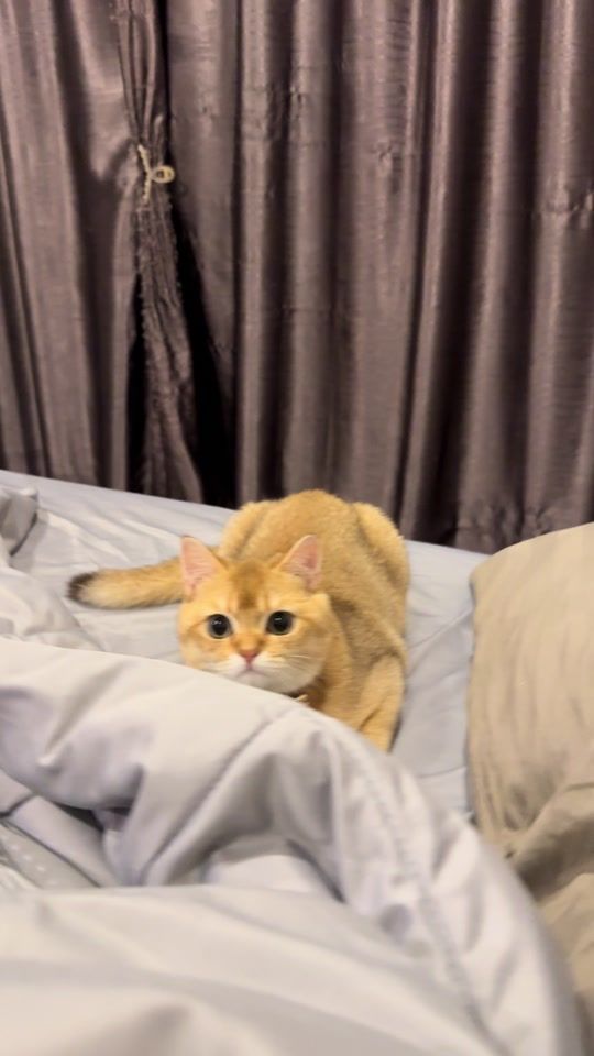 TikTok video thumbnail by pook99