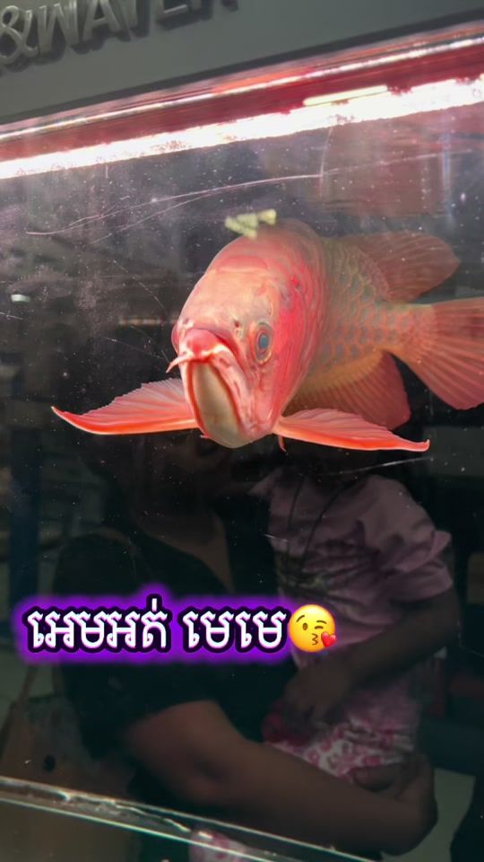 TikTok video thumbnail by noreakshop