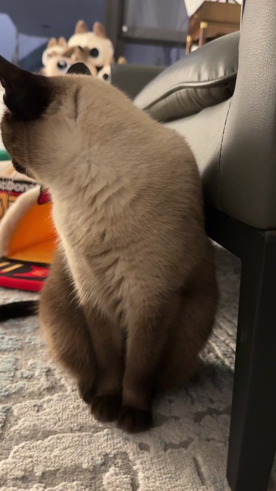 TikTok video thumbnail by jemua2020
